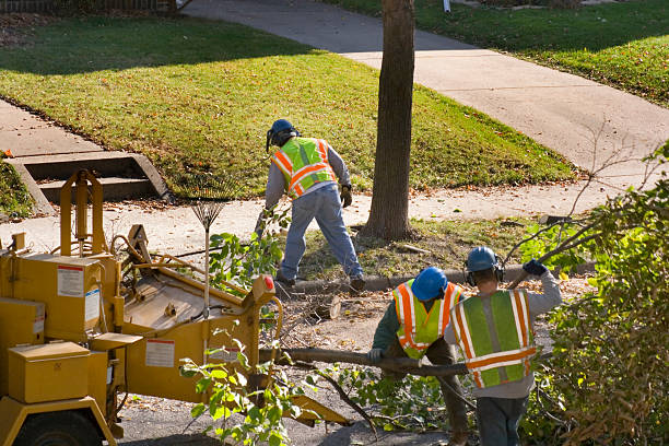 Trusted Gilmer, TX  Tree Services Experts